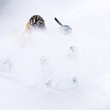 POW!. Kuva: Jesper Molin. Ratsastaja: Henrik Utter.