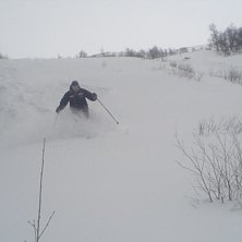 H&auml;rlig puderfrossa. Kuva: Gustaf Ekroth. Ratsastaja: Christer Wermeling.