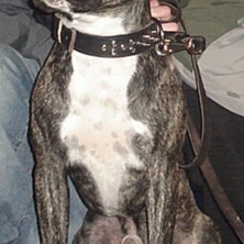 Den cleanaste doggen ever!. Kuva: Pakke. Ratsastaja: Chino.