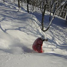 puder. Kuva: Marcus L&ouml;fvenberg. Ratsastaja: Mattias L&ouml;fvenberg.