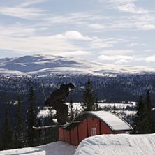 Kuva: Cecilia V&auml;h&auml;nikkil&auml;. Ratsastaja: M&aring;rten Bergkvist.