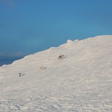 Kuva: Magnus Gustavsson. Ratsastaja: Renar.