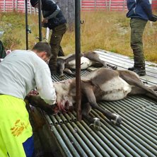 tomten har blivit av med &auml;nnu en dragare. Kuva: Rudolf med r&ouml;da mulen. Ratsastaja: blixten.